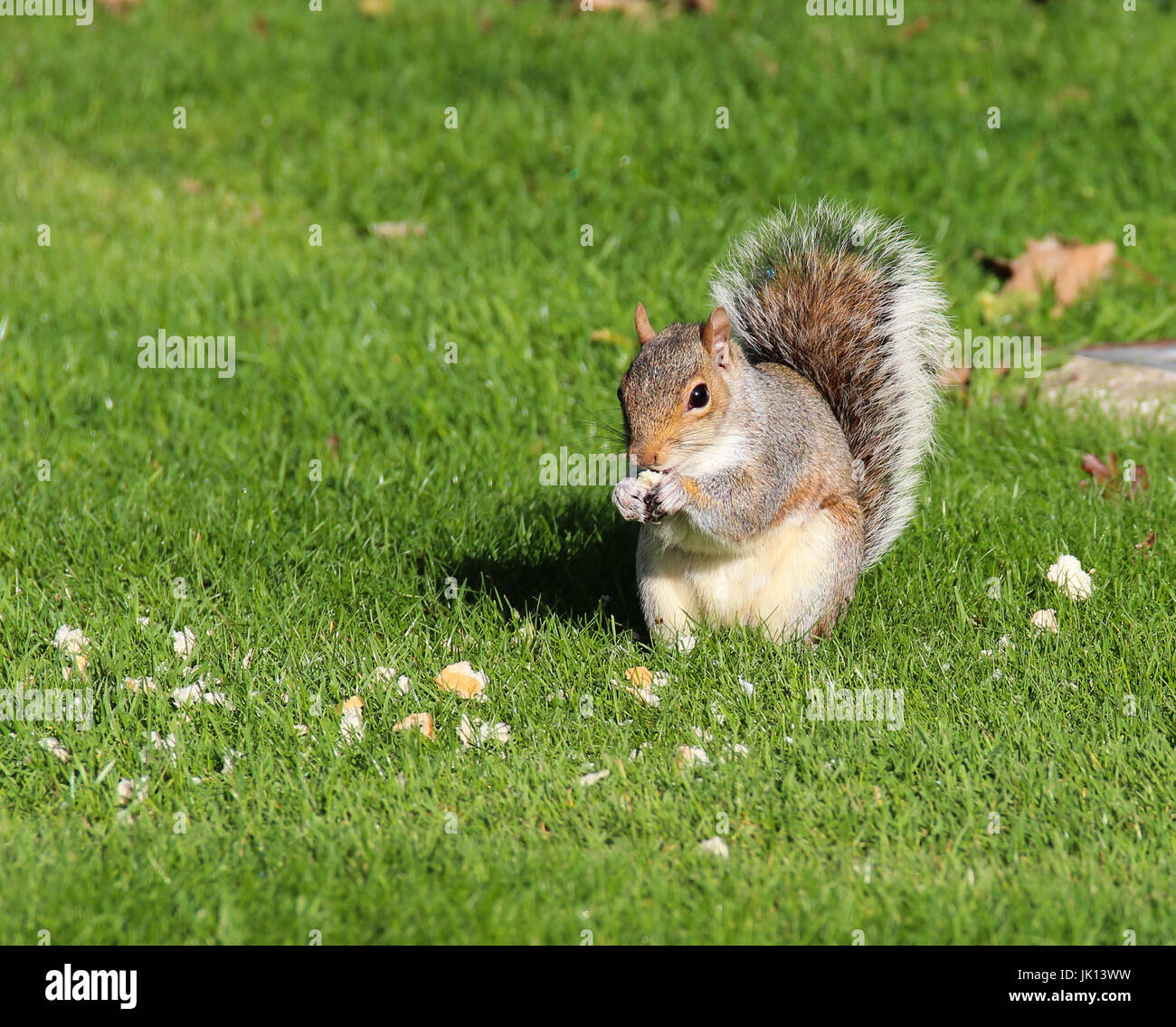 Grey Squirrel Feeding in the Park, London UK Stock Photo
