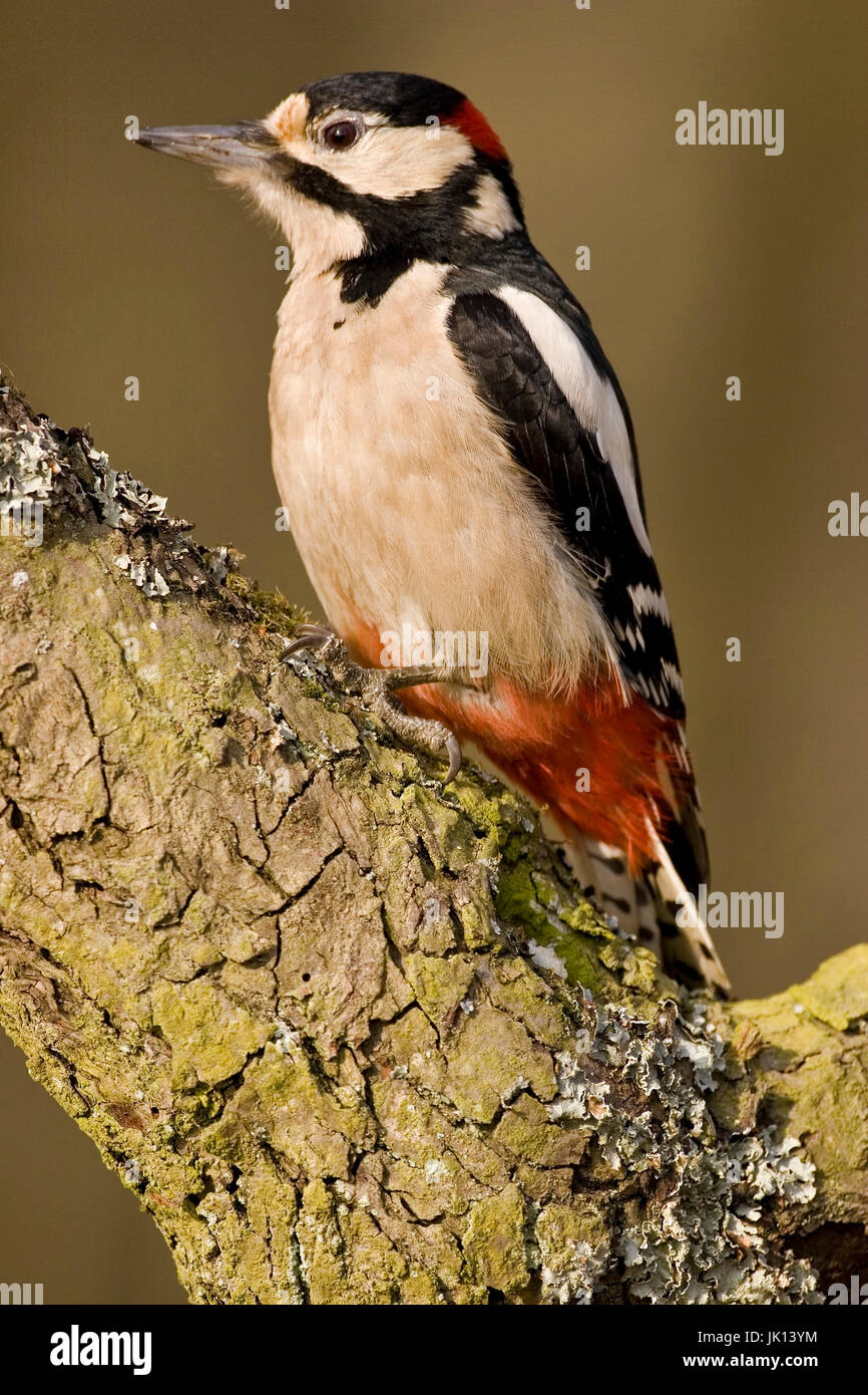 Spotted woodpecker picoides major, Buntspecht (picoides major) Stock Photo