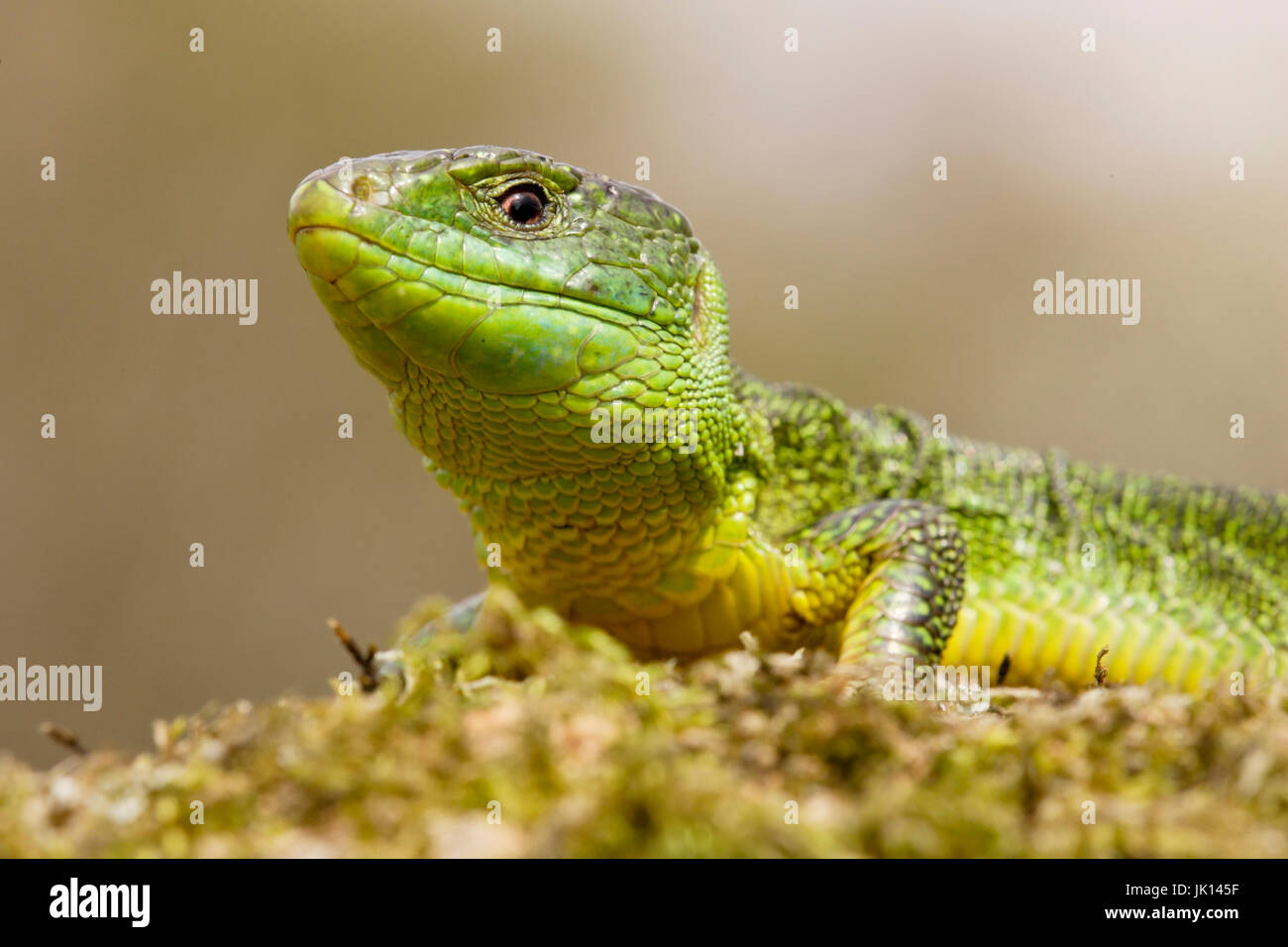 Emerald lizard, Lacerta virdis, Smaragdeidechse Stock Photo