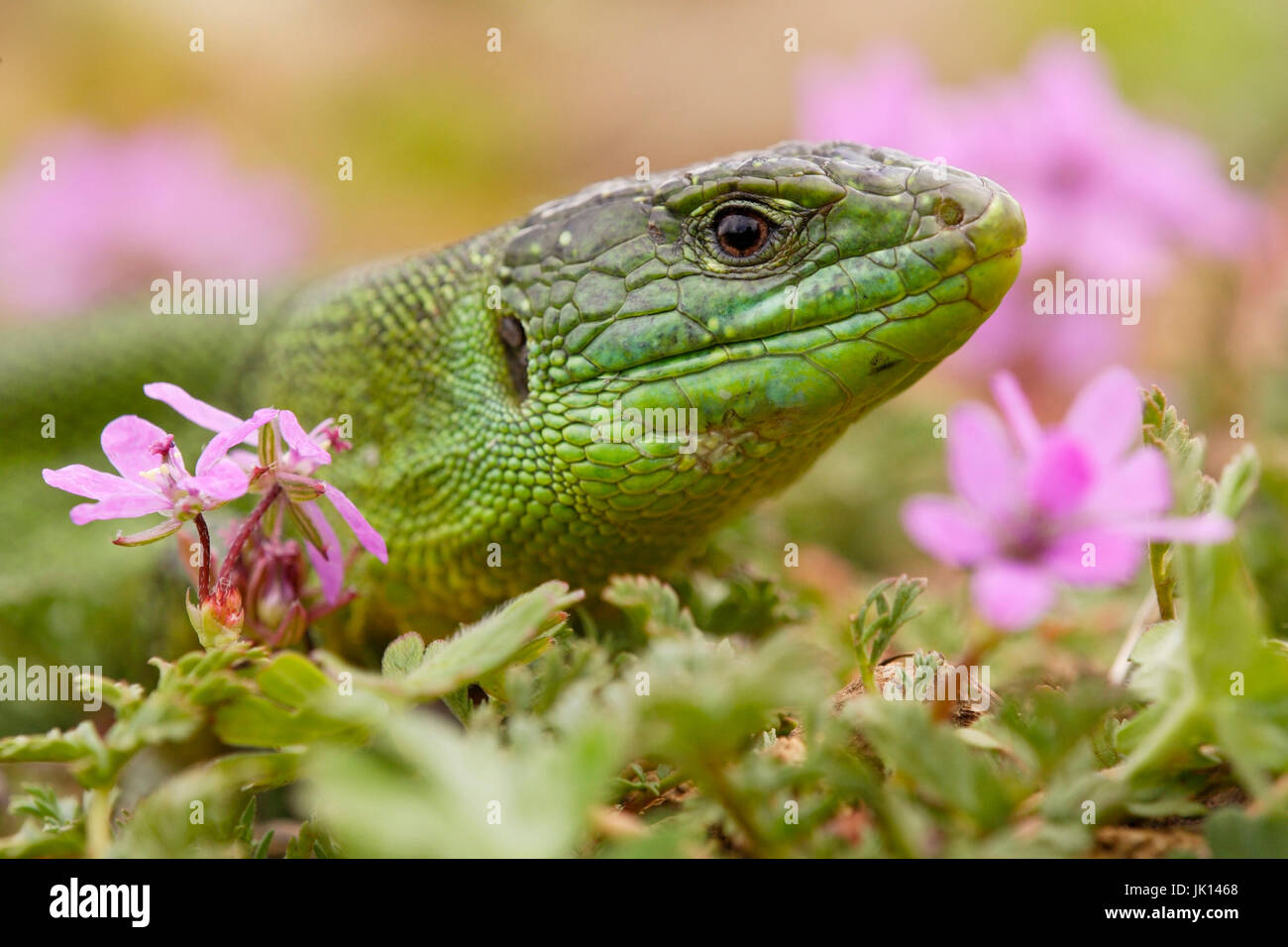 Emerald lizard, Lacerta virdis, Smaragdeidechse Stock Photo Alamy