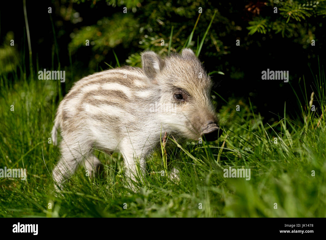 Wild boar, young wild boar, Sus scrofa, Wildschwein, Frischling Stock Photo