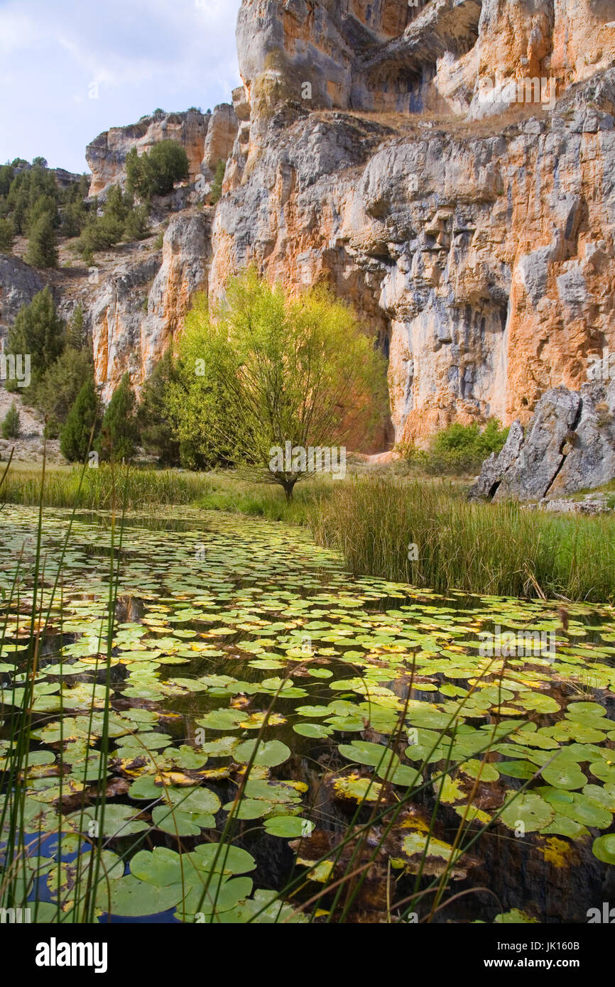 spatterdock, yellow water-lily, cow lily, or yellow pond-lily (Nuphar luteum).  Cañon del  Rio Lobos  Natural Park . Soria province, Castilla y Leon,  Stock Photo