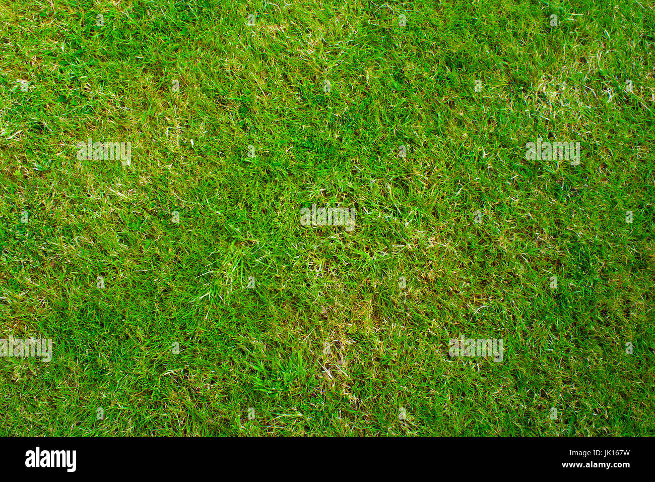 Grass lawn texture from directly above Stock Photo - Alamy