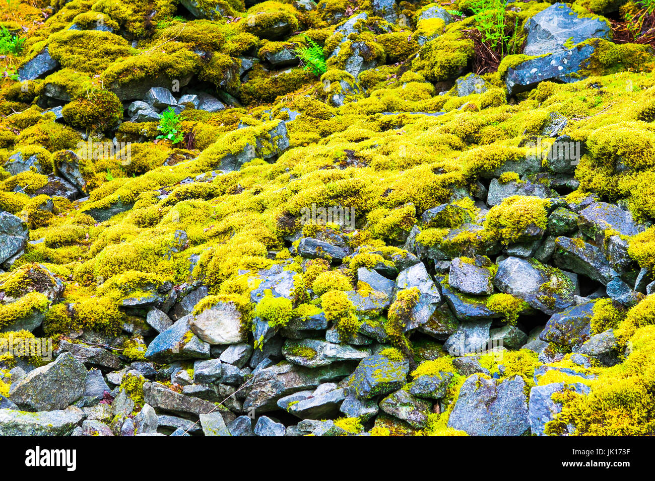 Moss-covered stone Stock Photo