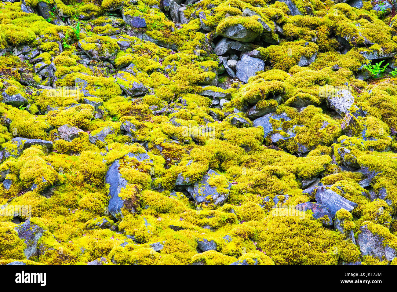 Moss-covered stone Stock Photo