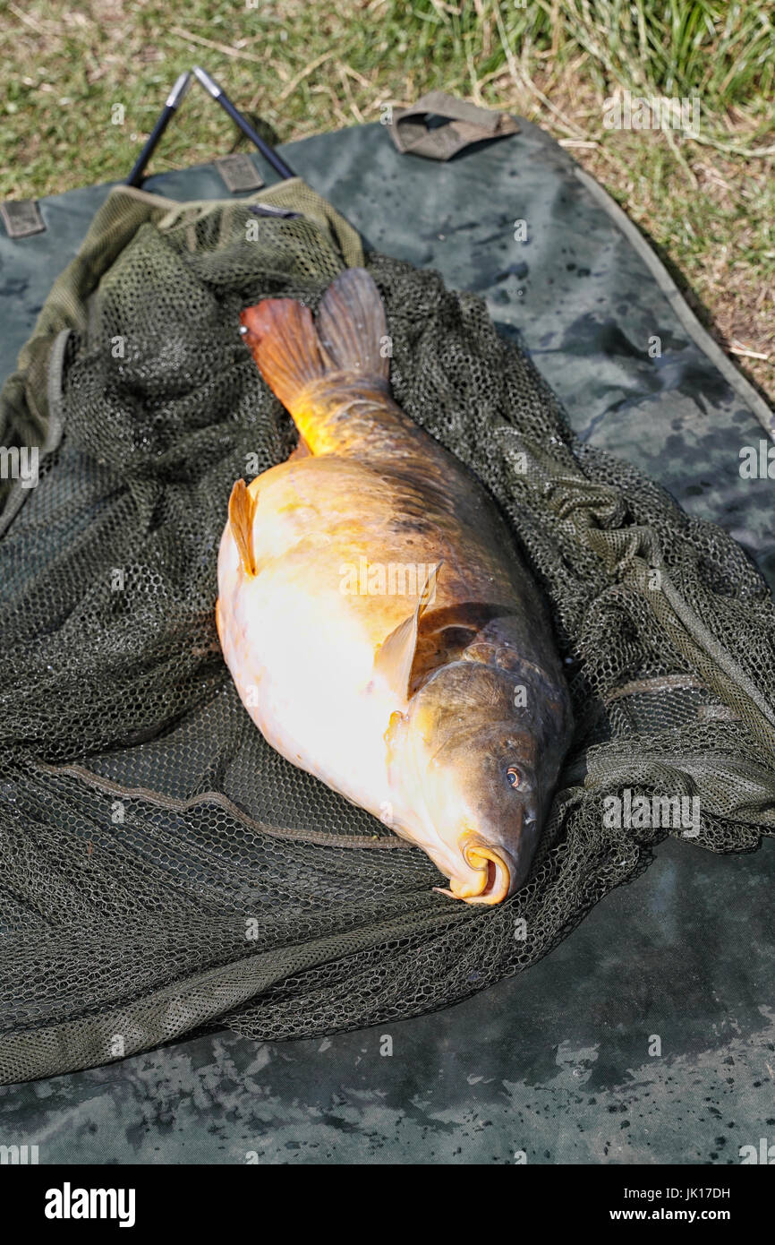 Common carp, Cyprinus carpio, after being landed on the bank of a Yeadon Tarn, Leeds, West Yorkshire, UK Stock Photo