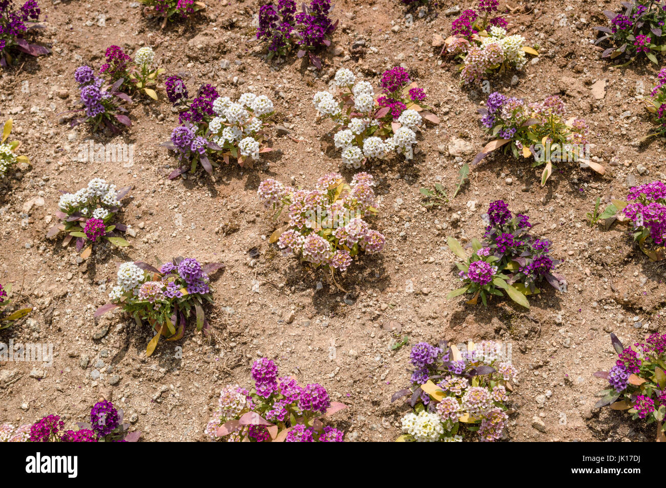 Purple Alyssum Flower High Resolution Stock Photography and Images - Alamy