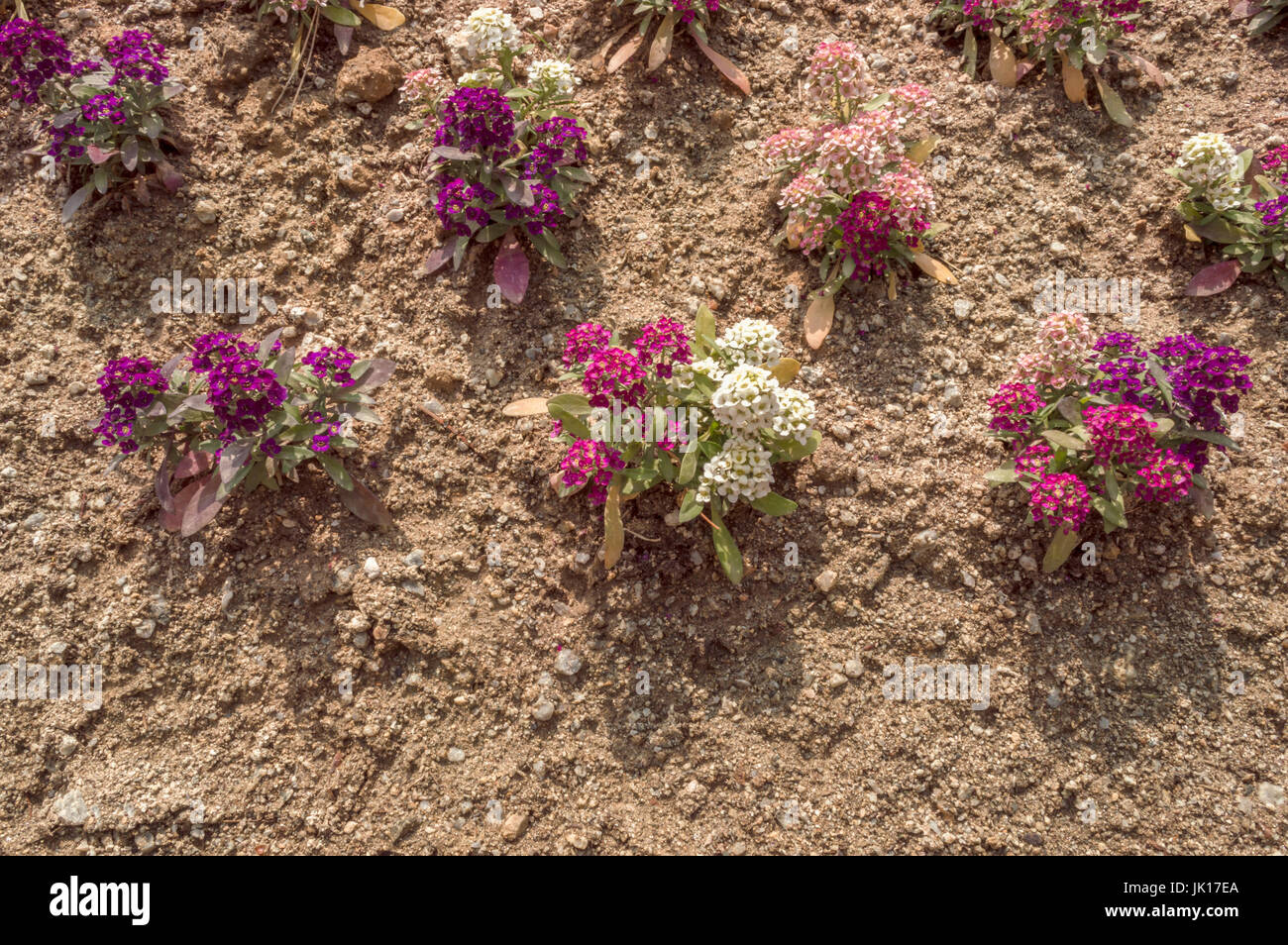 Alyssum flowers on the ground Stock Photo - Alamy