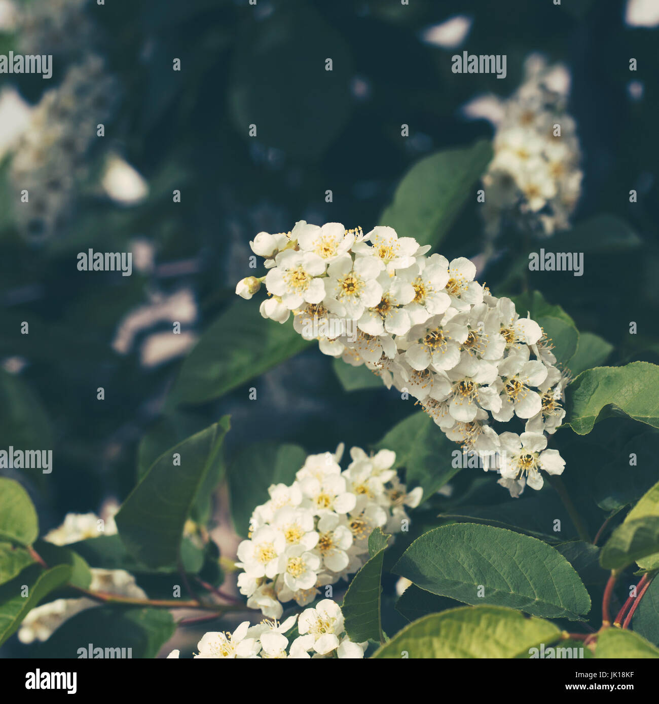 flowering cherry. square image. Stock Photo