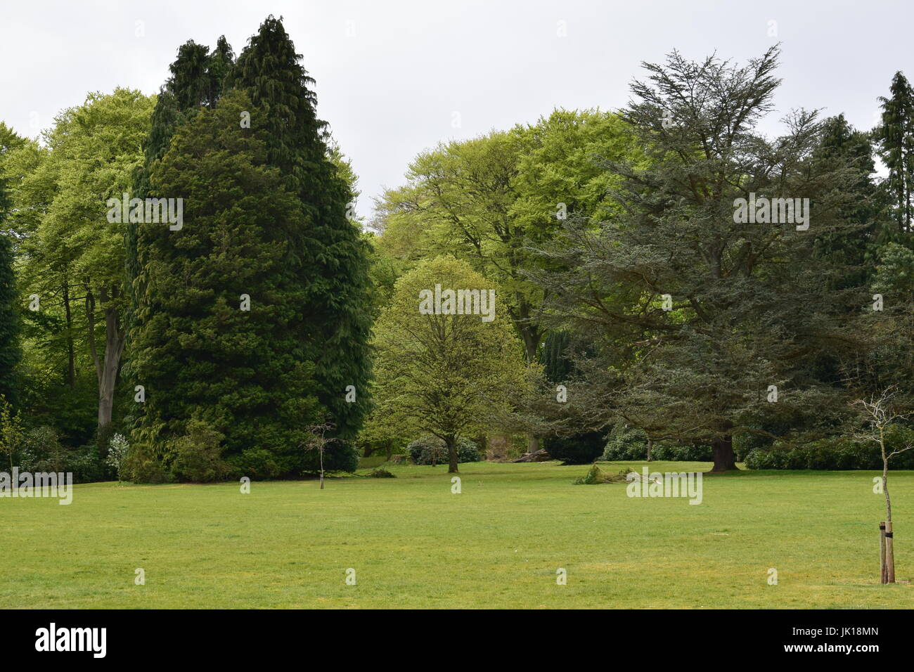 Trees in a park Stock Photo - Alamy