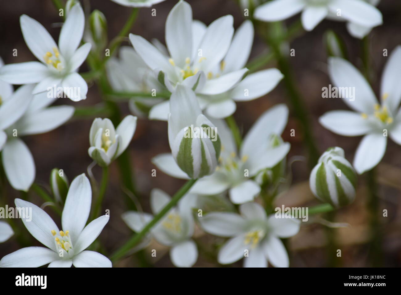 White flowered bush, backgrounds Stock Photo - Alamy