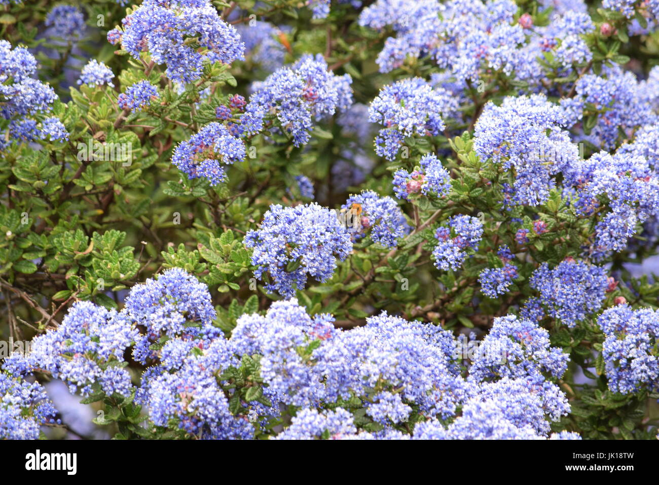 Blue hebe hi-res stock photography and images - Alamy