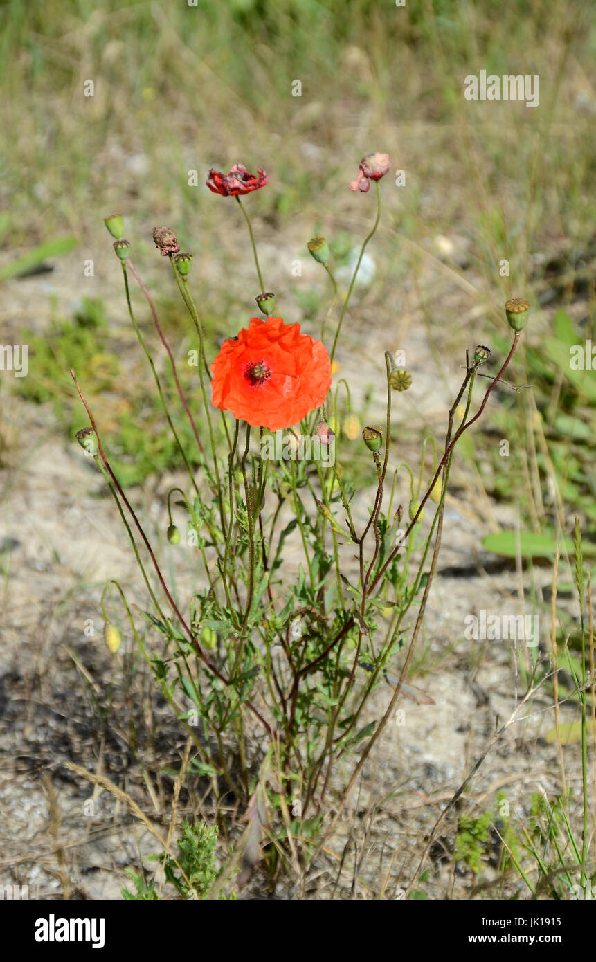 Single wild red poppy standing in a harsh landscape marked by drought ...