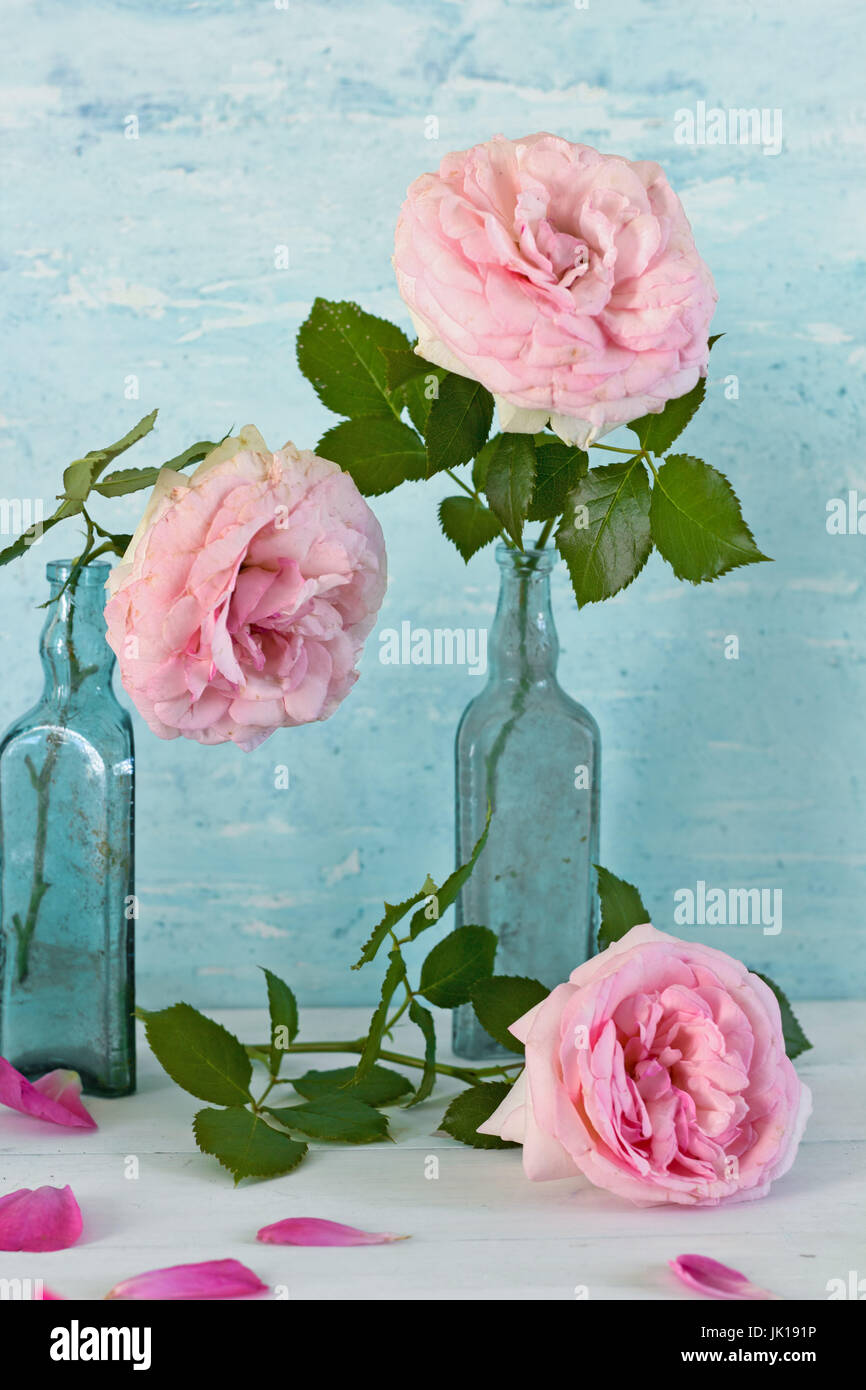 still life with pale pink roses in vintage vase on a blue background ...