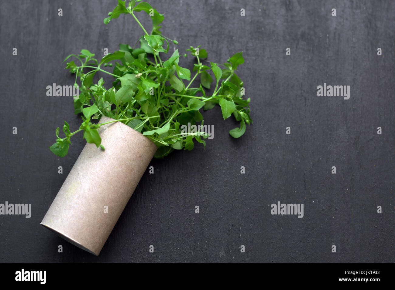empty rolls of toilet paper with the plant inside as a seedling tree