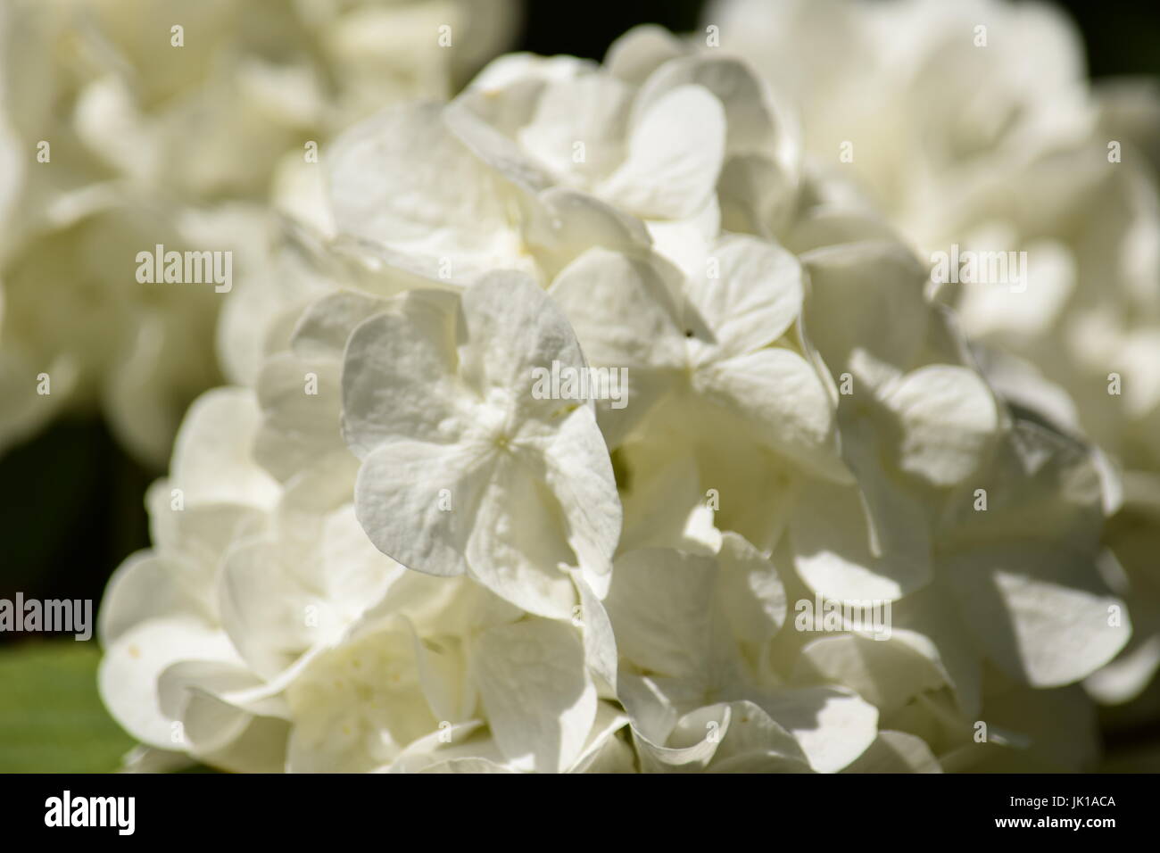 White hydrangea flowers Stock Photo - Alamy