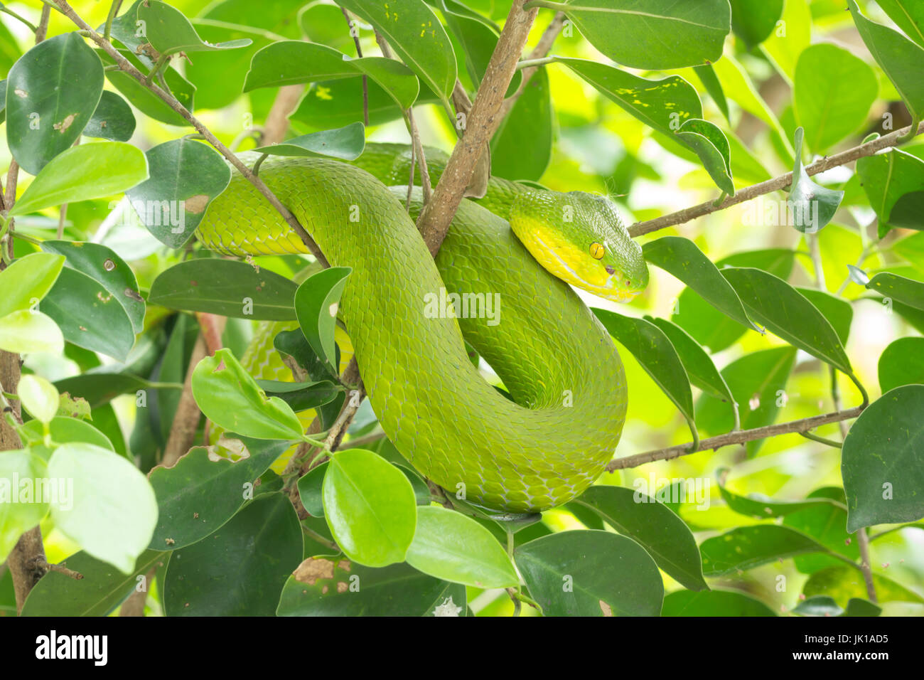 Green Garden Snake Stock Photos Green Garden Snake Stock Images