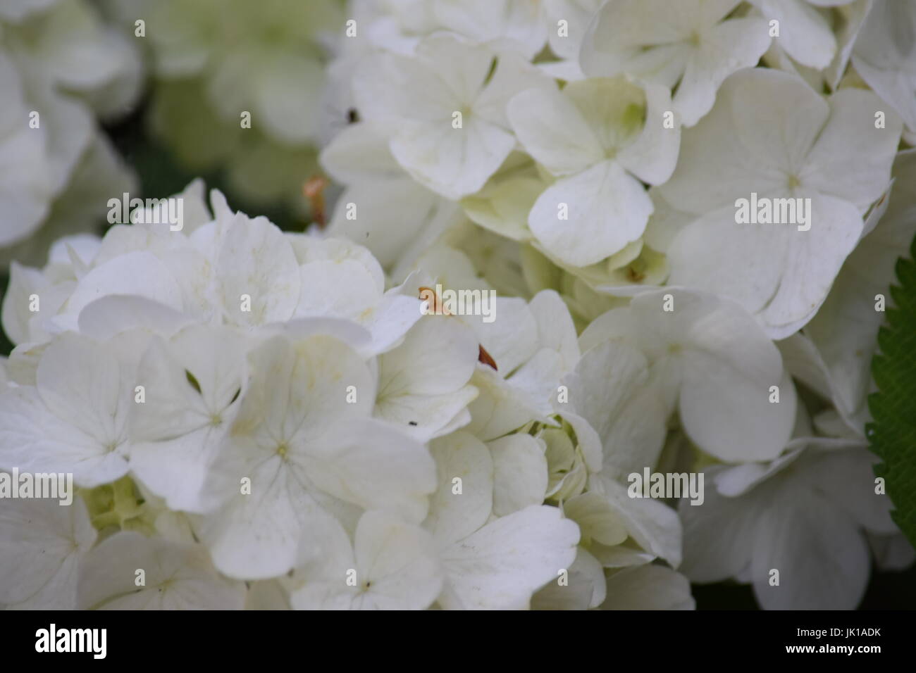 White hydrangea flowers Stock Photo - Alamy