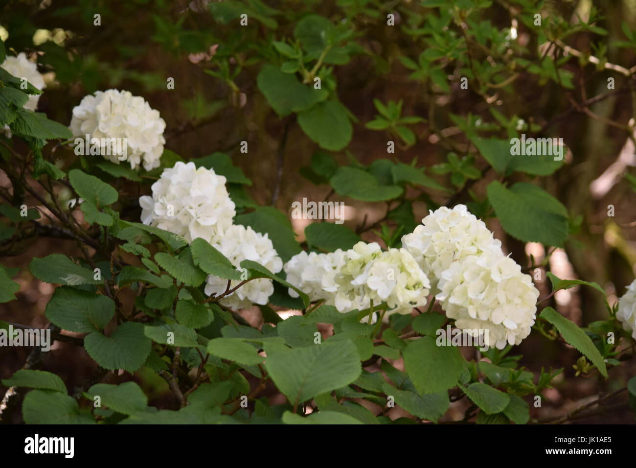 White hydrangea flowers Stock Photo - Alamy