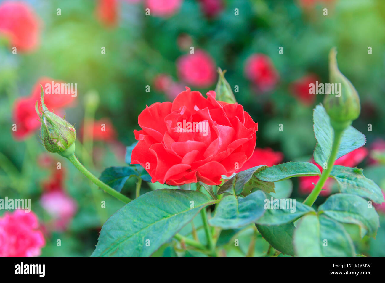 Red rose with stem in the garden Stock Photo
