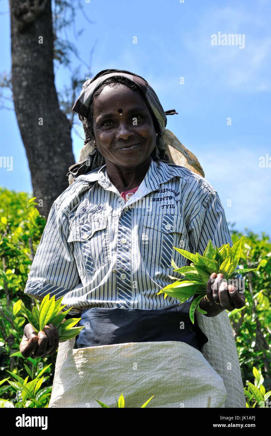Tea picker (plucker) on a tea estate in Sri Lanka Stock Photo