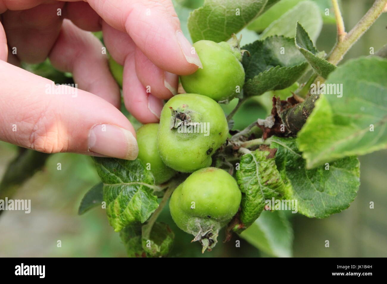 Gardener thinning young Bramley Seedling apples (malus domestica) in summer to encourage good size, healthy fruits, English garden, UK Stock Photo