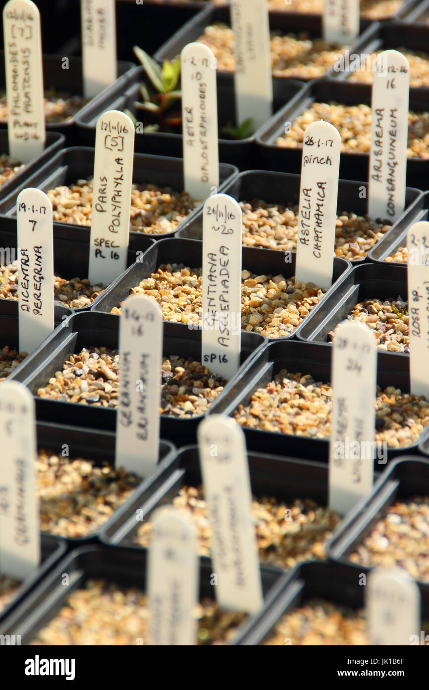 Labelled pots of flowering plants growing from seed, Yorkshire, England, UK Stock Photo