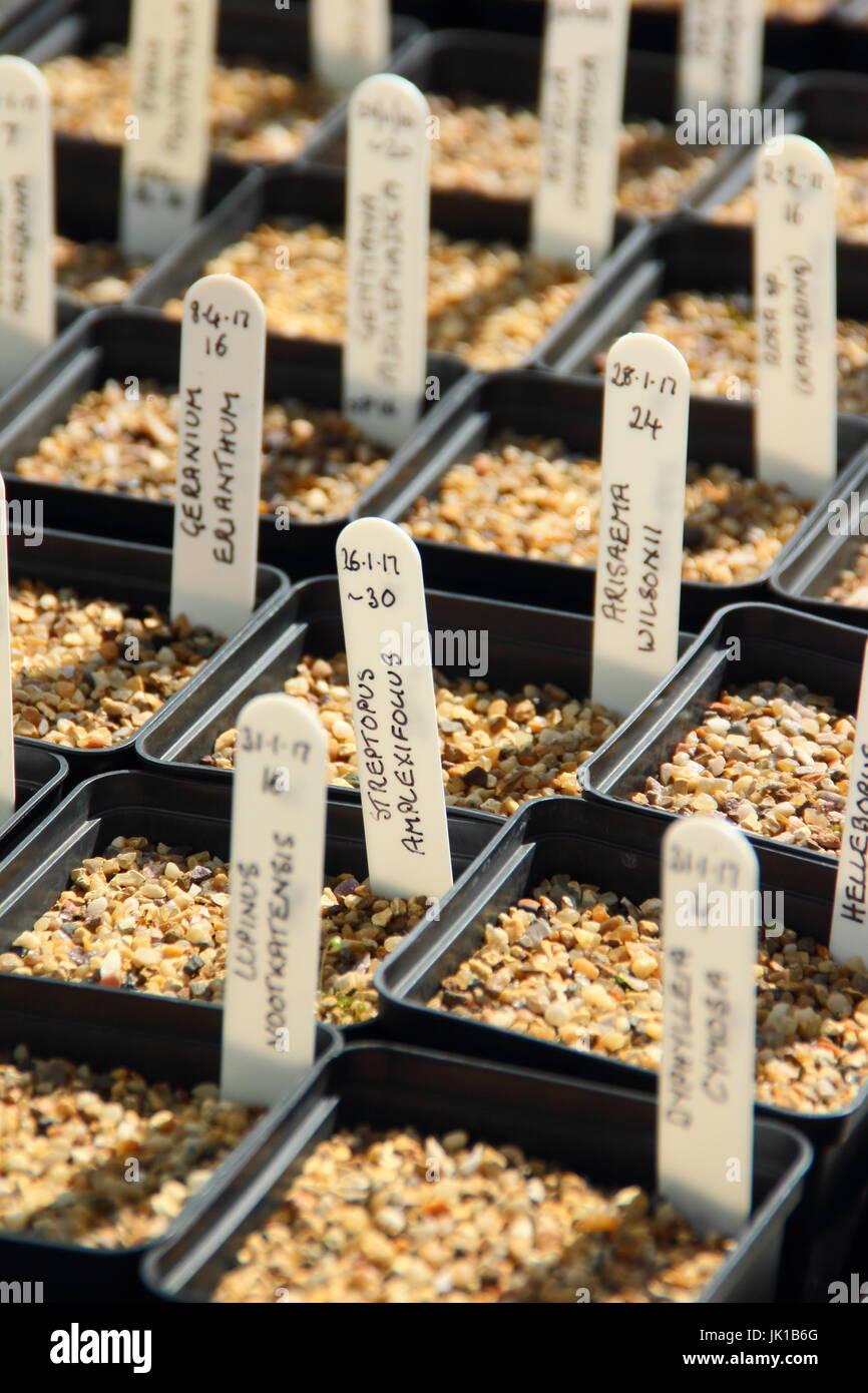 Labelled pots of flowering plants growing from seed, Yorkshire, England, UK Stock Photo