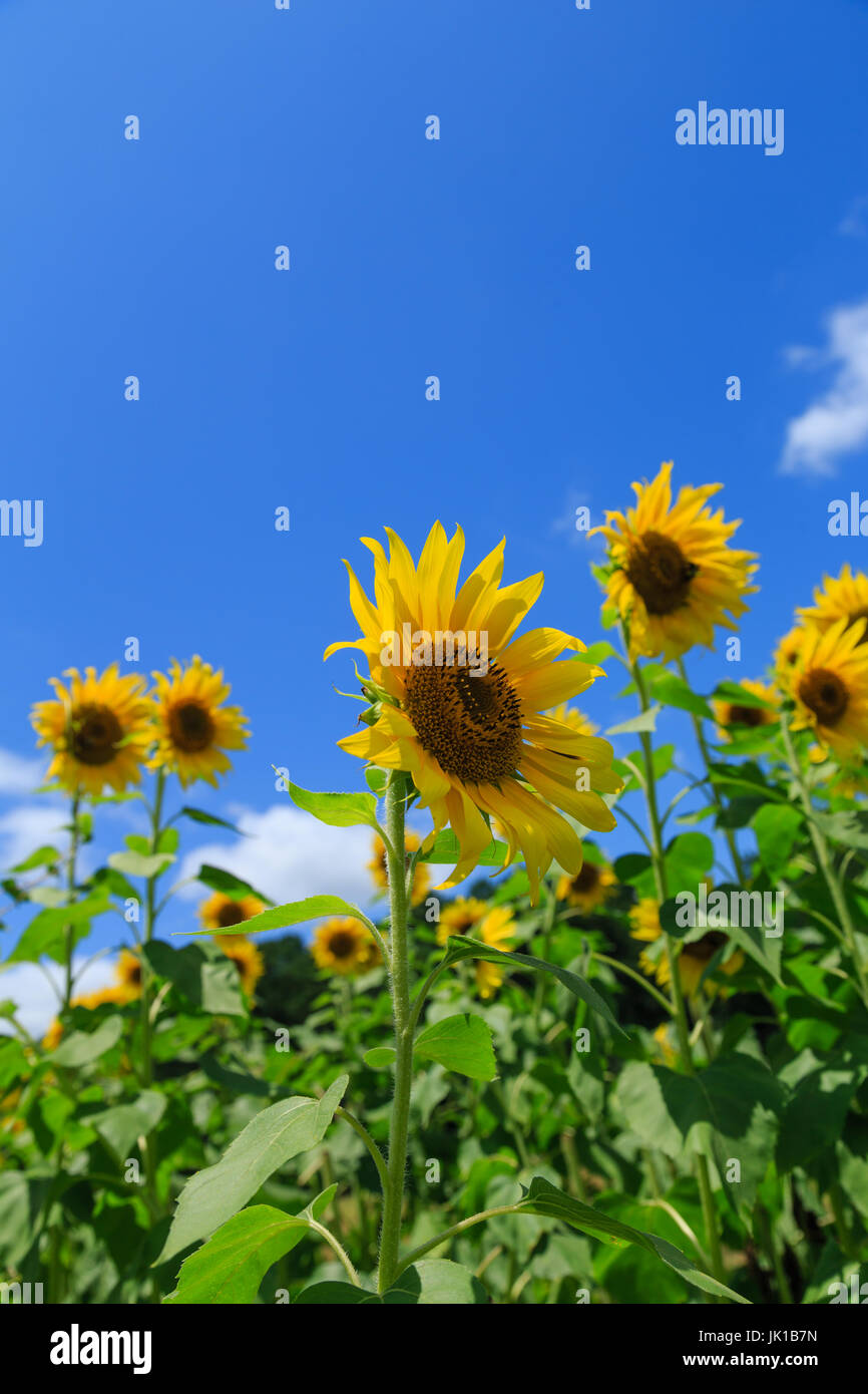 Sunflowers looking up with copy space on blue sky Stock Photo - Alamy