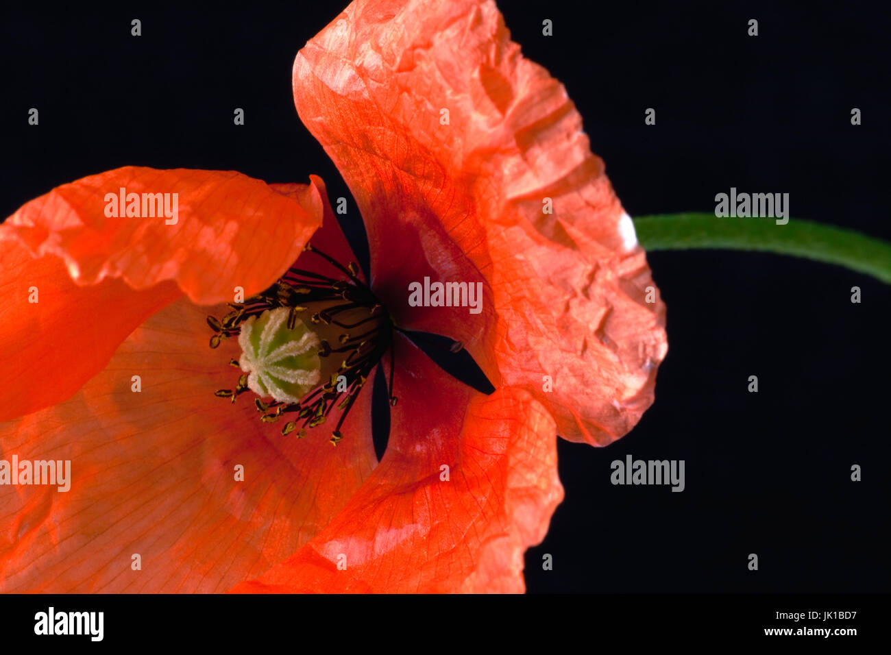 Close up study of a red field poppy - Remembrance, on a black background. Stock Photo