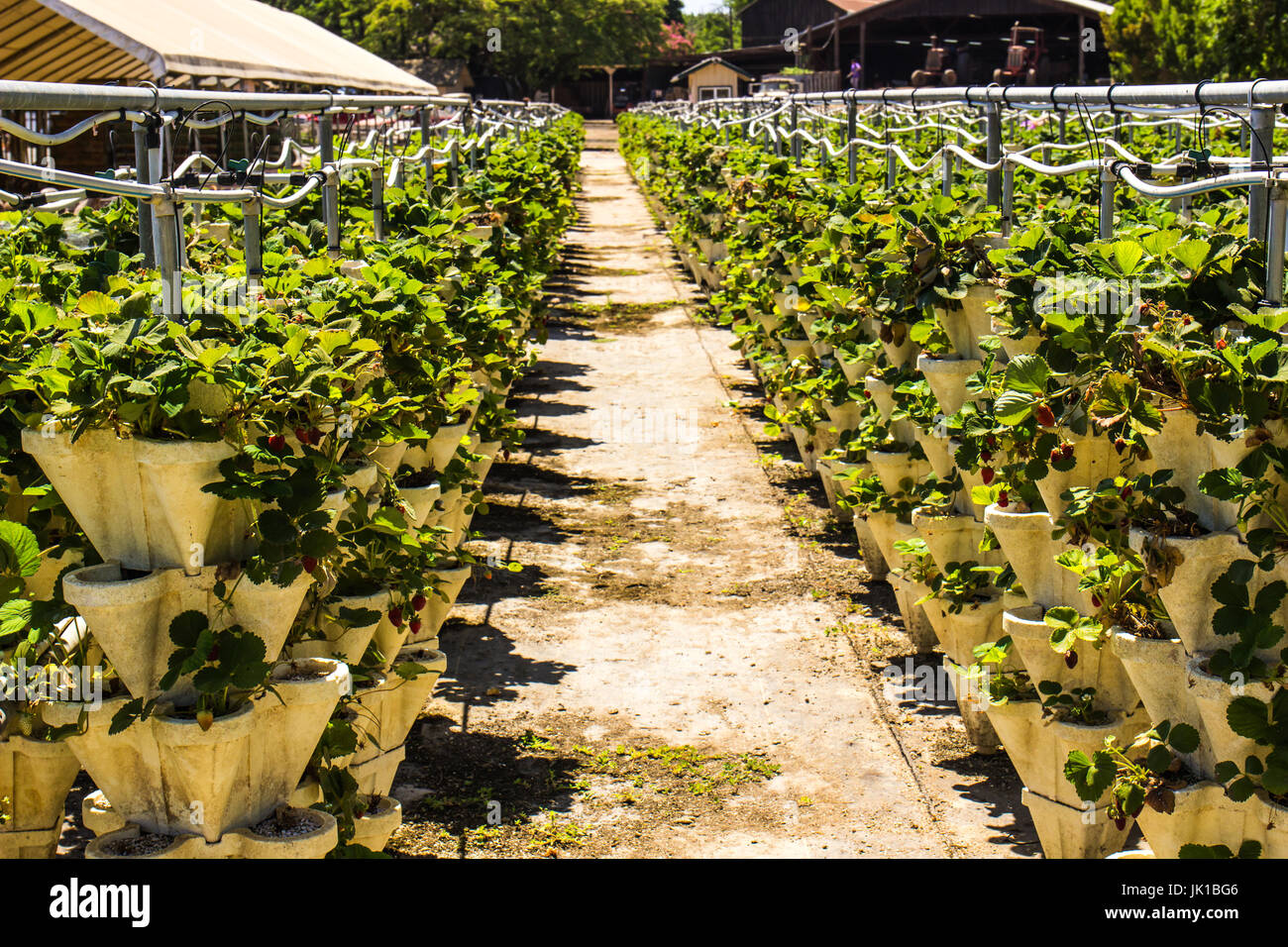 Rows Of Strawberry Plants For Sale Stock Photo Alamy