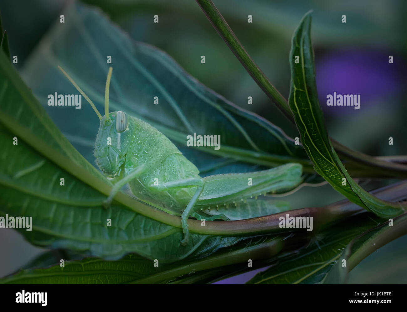 Young green grasshopper on native plants in West Texas Stock Photo