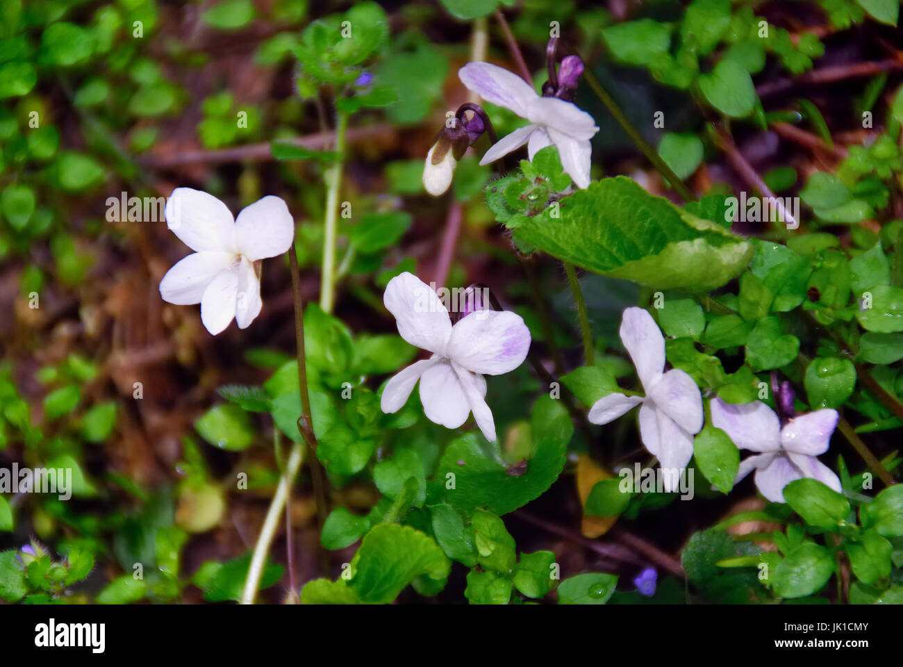Asiago Plateau, Veneto, Italy. White violets in a broadleaf forest. Stock Photo