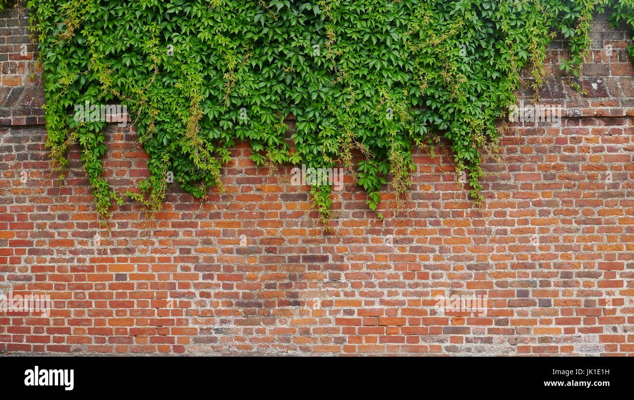 Old Wall with Virginia Creeper Stock Photo