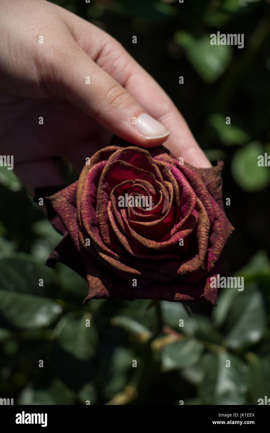 Beautiful fresh rose in hand Stock Photo - Alamy