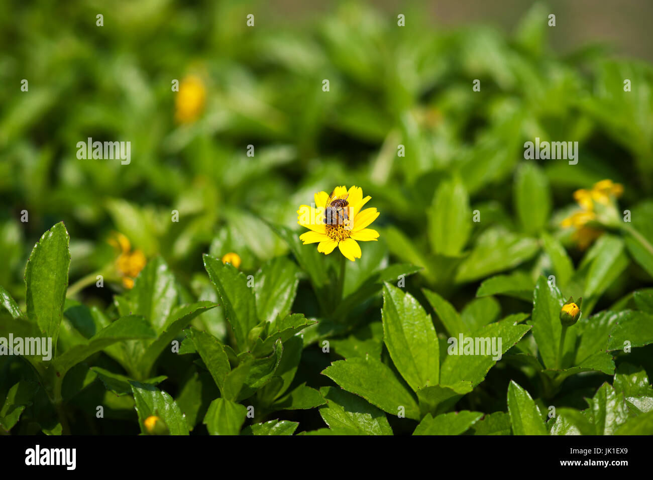 Small bee working getting honey nectar from yellow flower in green field in the morning. Stock Photo