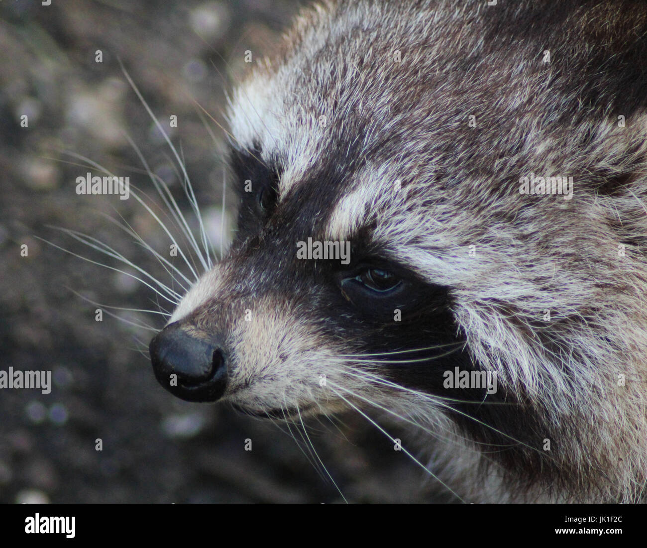 eastern raccoon (Procyon lotor Stock Photo - Alamy