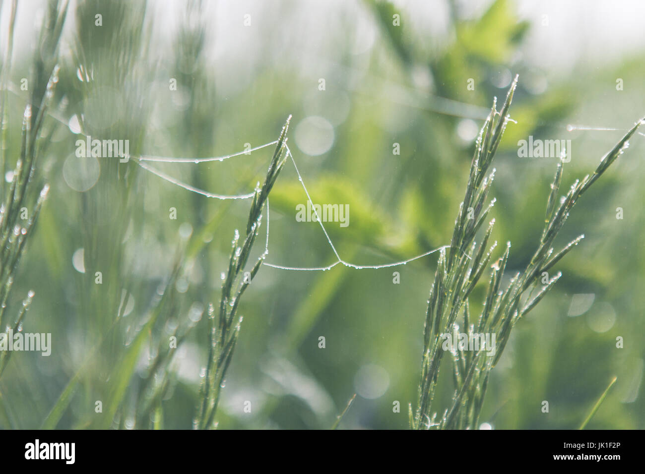 Dew covered tall grass with trailing spider web in early morning Stock Photo