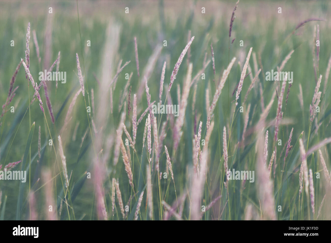 Long prairie grass in marsh wetlands Stock Photo