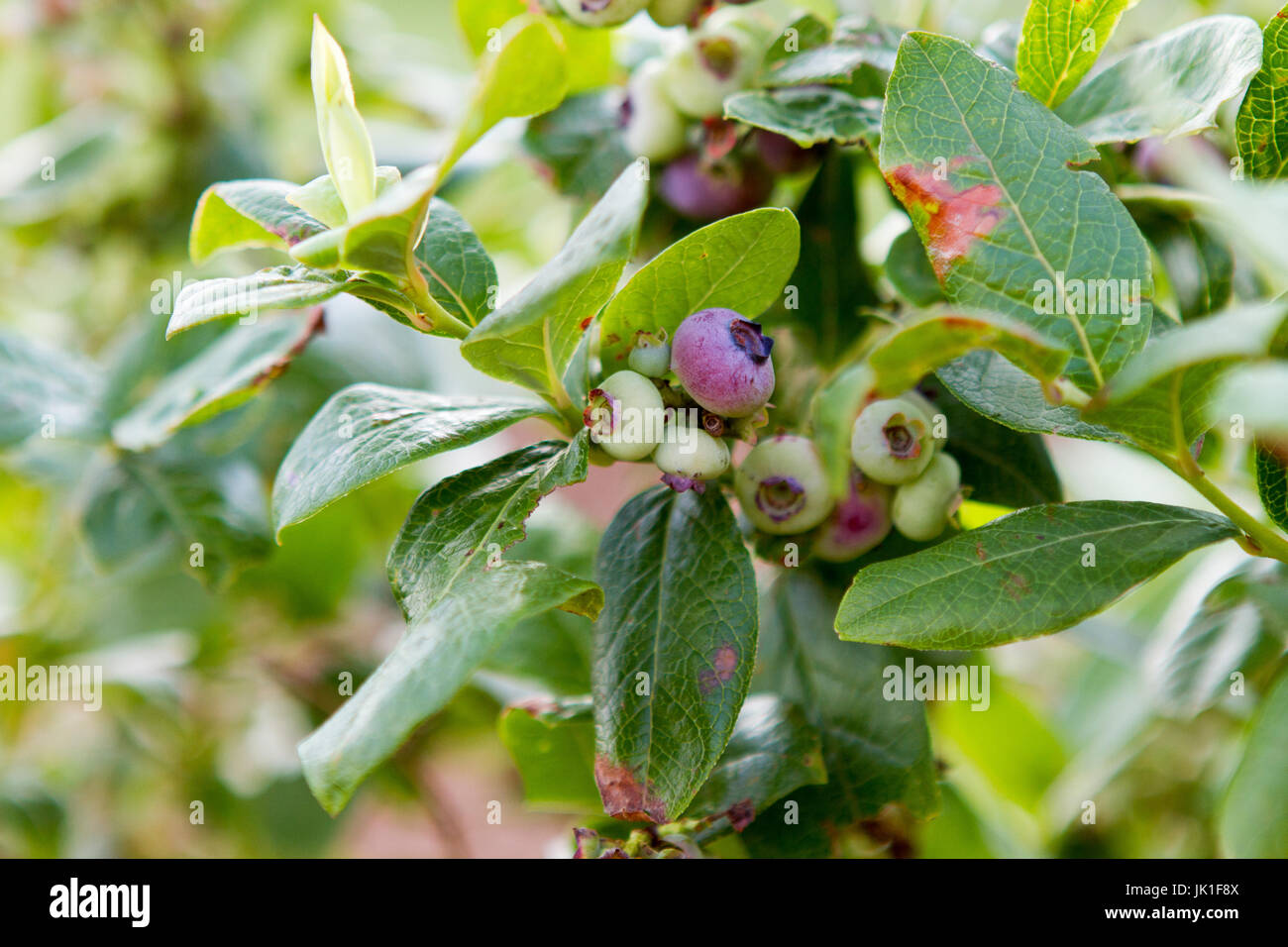 Blueberries on the plant in a closeup Stock Photo
