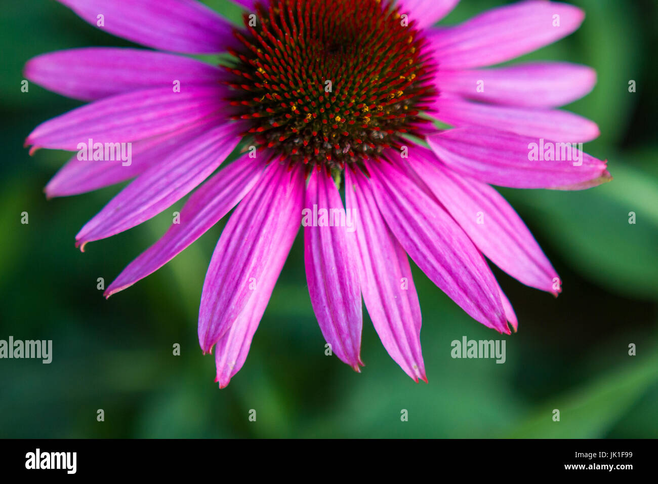 Coneflowers blooming in summer Stock Photo