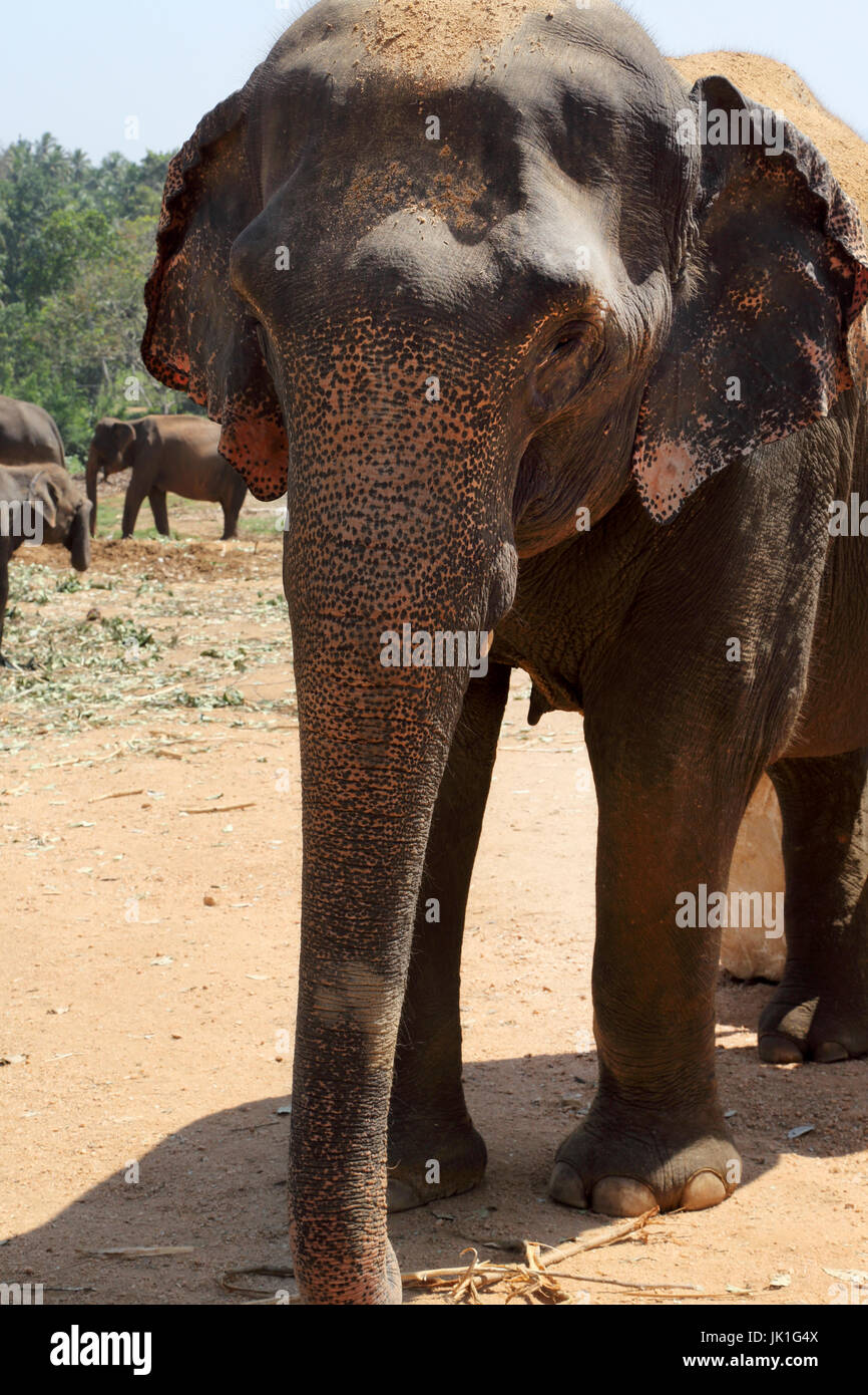 Pinnawala Central Province Sri Lanka Pinnawala Elephant Orphanage Stock Photo