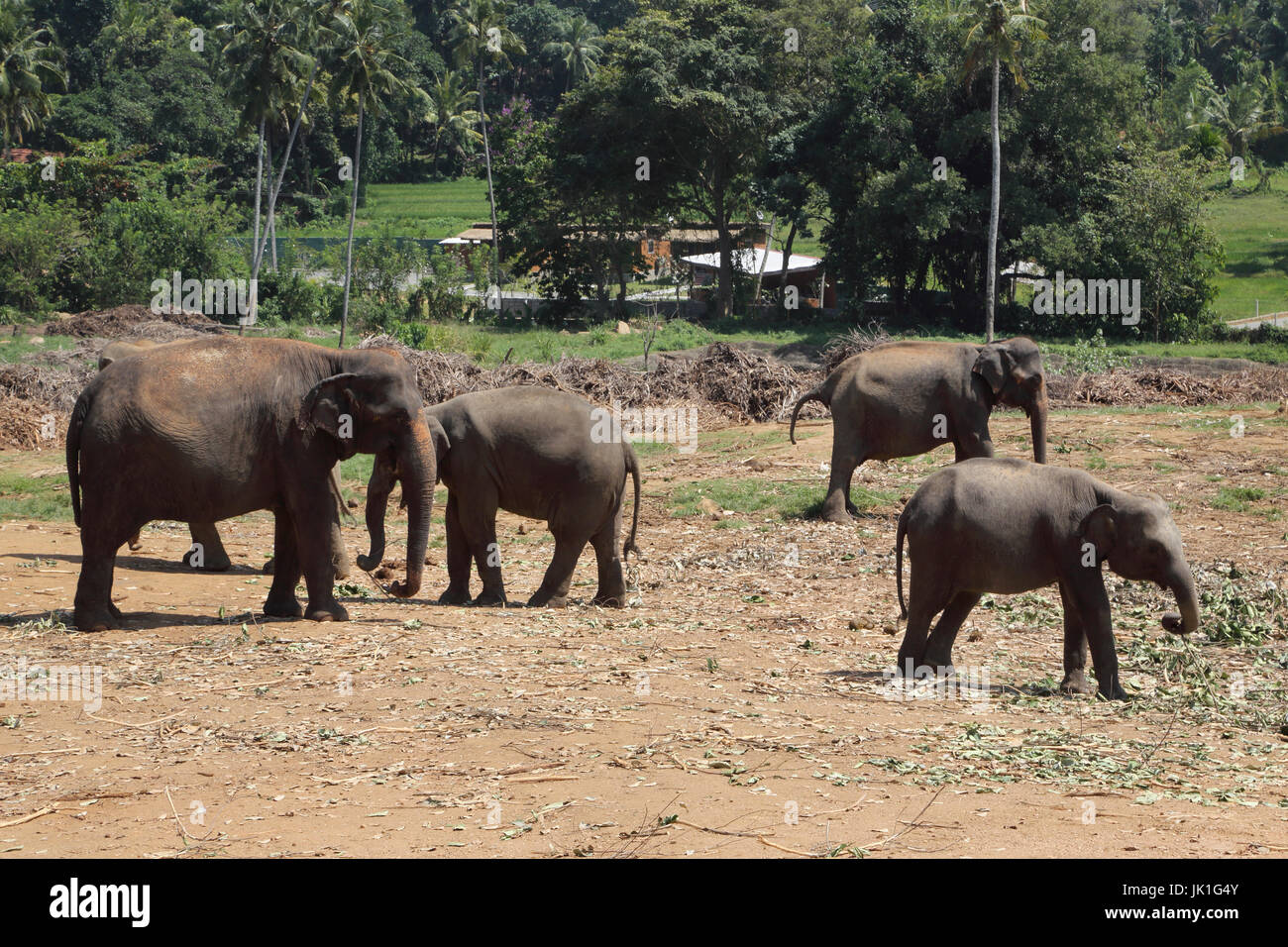 Pinnawala Central Province Sri Lanka Pinnawala Elephant Orphanage Stock Photo