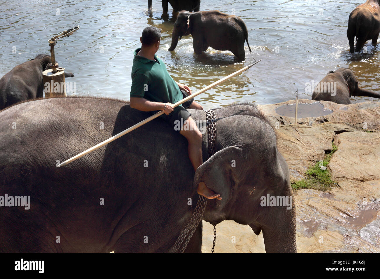 Pinnawala Central Province Sri Lanka Pinnawala Elephant Orphanage keeper riding elephant by Ma Oya River Stock Photo