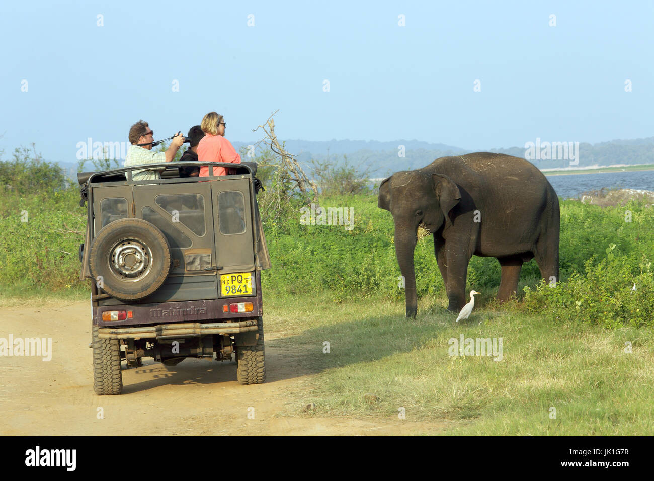 Minneriya National Park North Central Province Sri Lanka tourists in safari jeep watching asian elephant Stock Photo