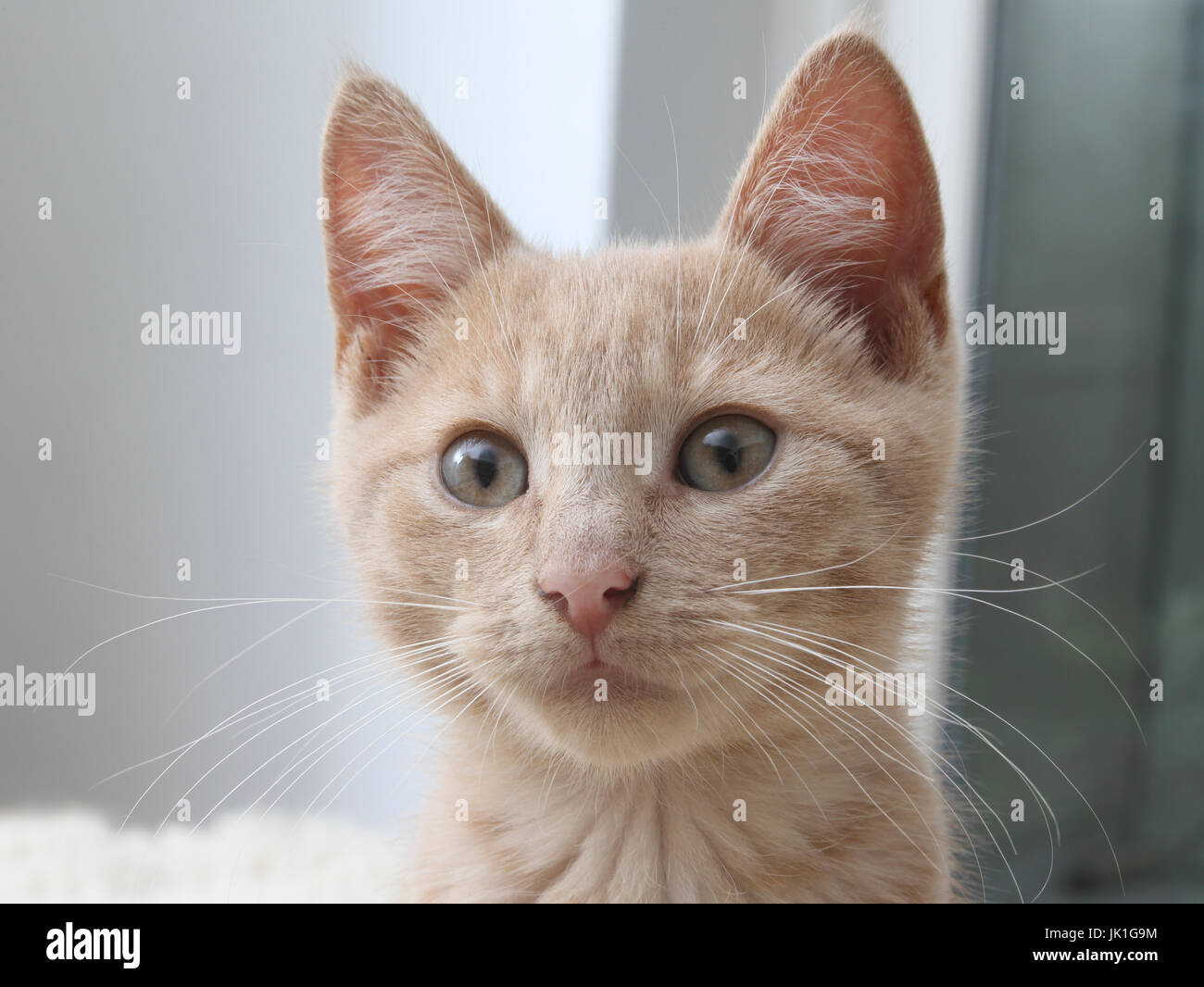 Light ginger kitten sales
