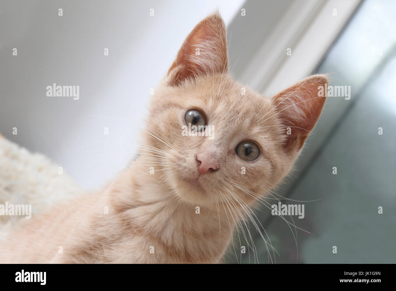 Portrait of three Month Old light ginger Kitten Surrey England Stock