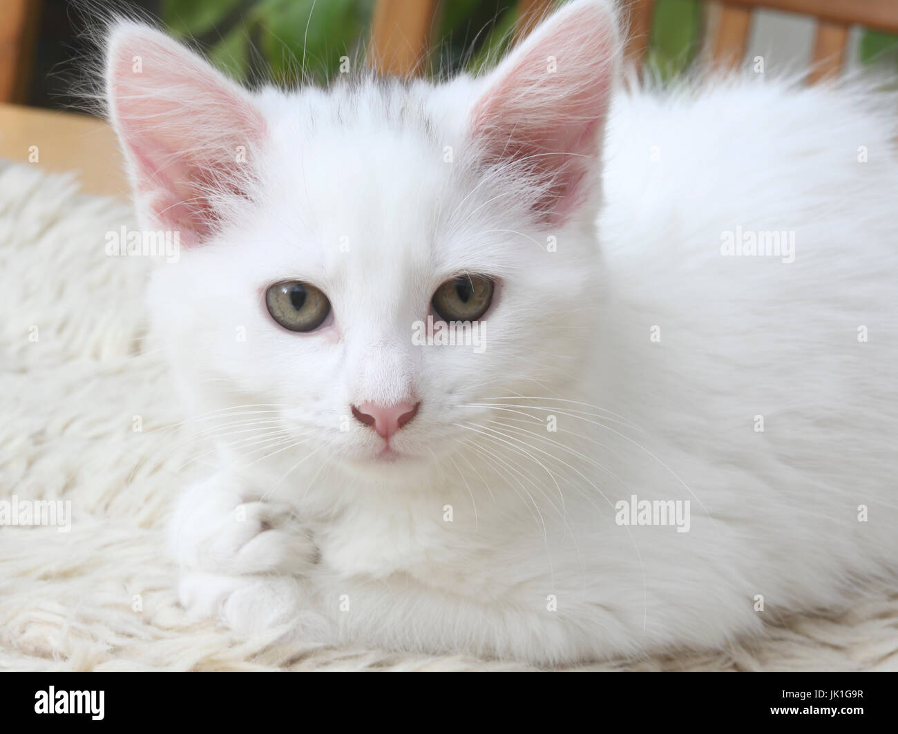 Portrait of three Month old white Turkish Angora cross with Maine Coon ...
