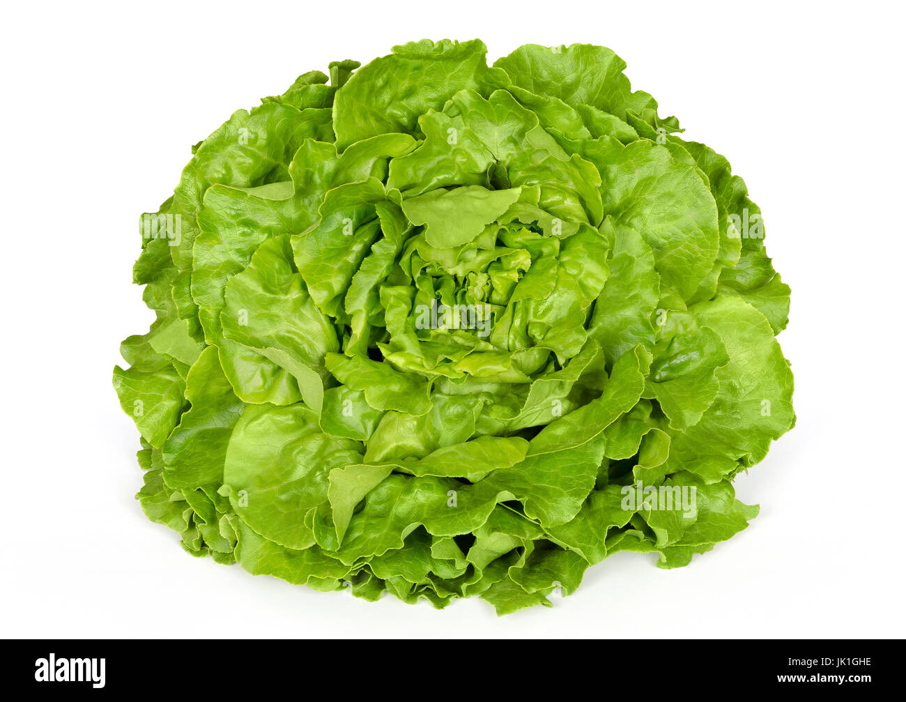 Butterhead lettuce front view. Also Boston or Bibb lettuce. Round lettuce. A green head salad with loose arrangement of leaves. Stock Photo