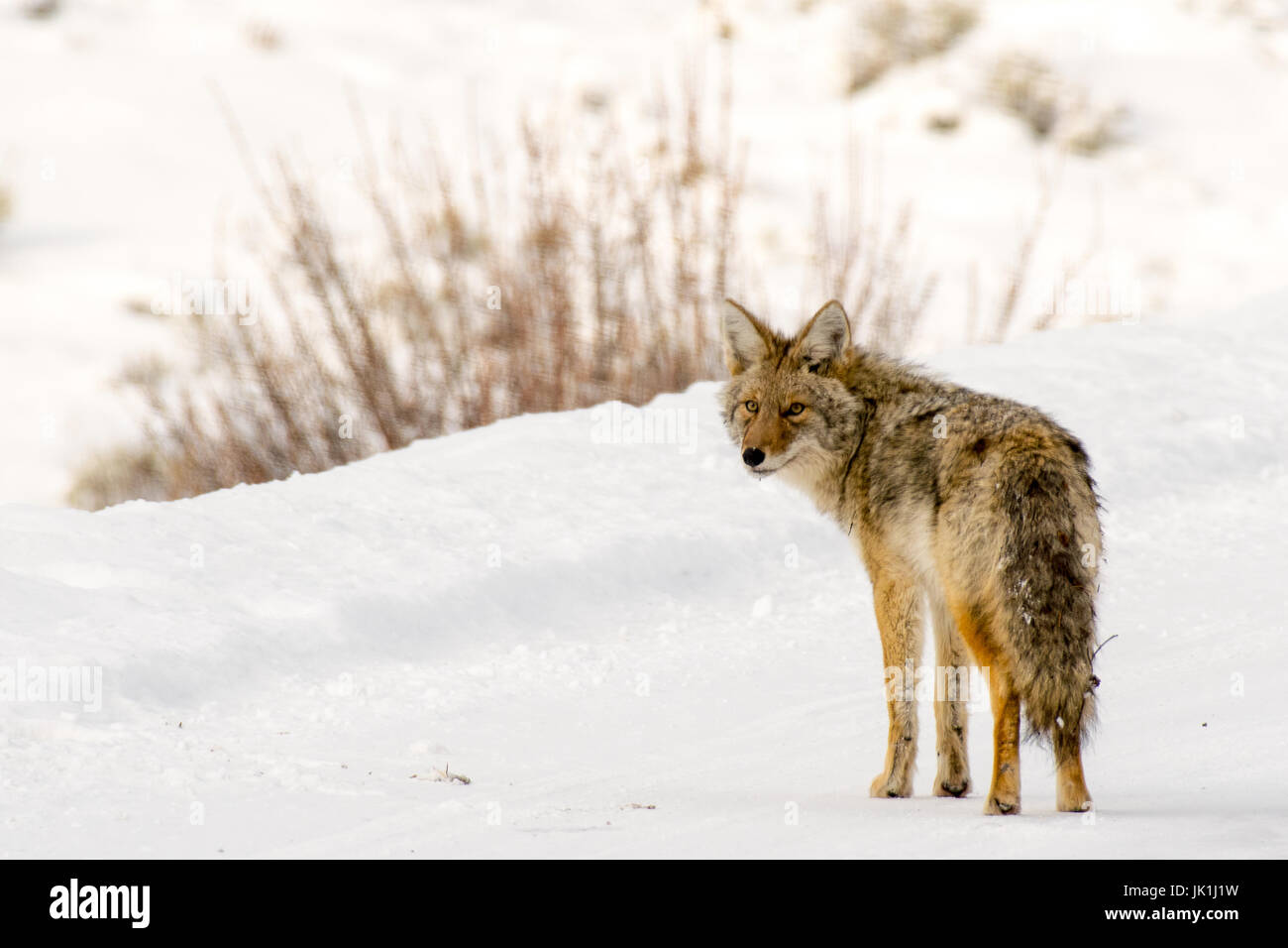 Coyote in snow Stock Photo - Alamy